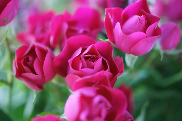 Close View Blooming Pink Roses Bouquet — Stock Photo, Image