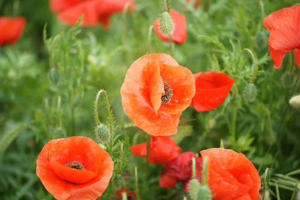 Amapolas Florecientes Campo — Foto de Stock