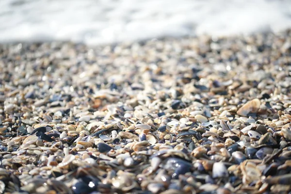 seashells on the beach, close up view