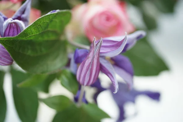 Piękne Fioletowe Różowe Kwiaty Ogrodzie — Zdjęcie stockowe