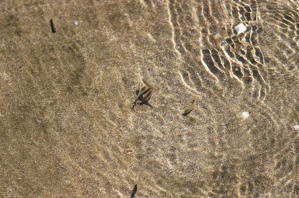 Άμμος Καθαρό Νερό Και Μικρά Ψάρια — Φωτογραφία Αρχείου