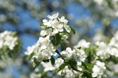 Baharda çiçek açan kiraz ağaçları