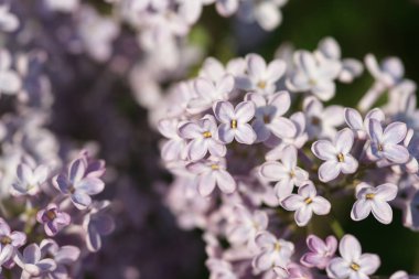 Bahar bahçesinde leylak çiçekli dallar