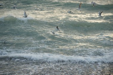 Martılar ile güzel fırtınalı deniz