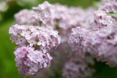 Bahar bahçesinde leylak çiçekli dallar