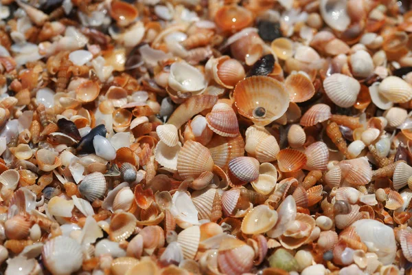 Sfondo Conchiglie Sulla Spiaggia — Foto Stock