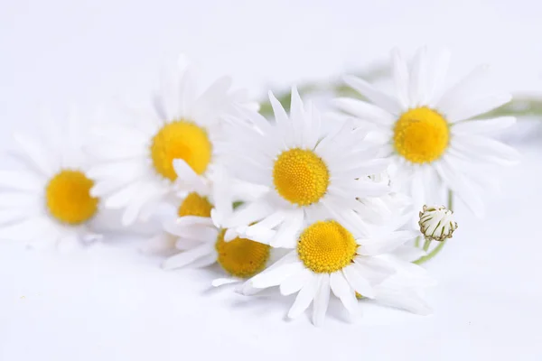 Witte Madeliefjes Boeket Close — Stockfoto