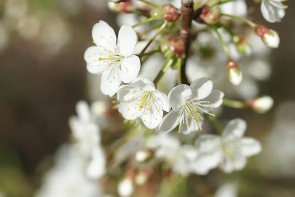 Beaux Cerisiers Fleurs Printemps — Photo