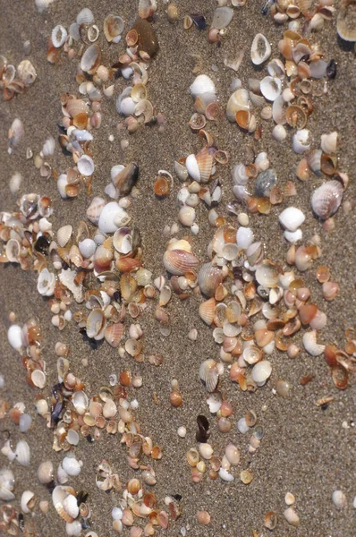 Seashells Plaży — Zdjęcie stockowe