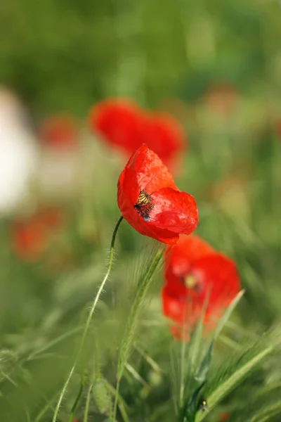 Amapolas Florecientes Campo — Foto de Stock