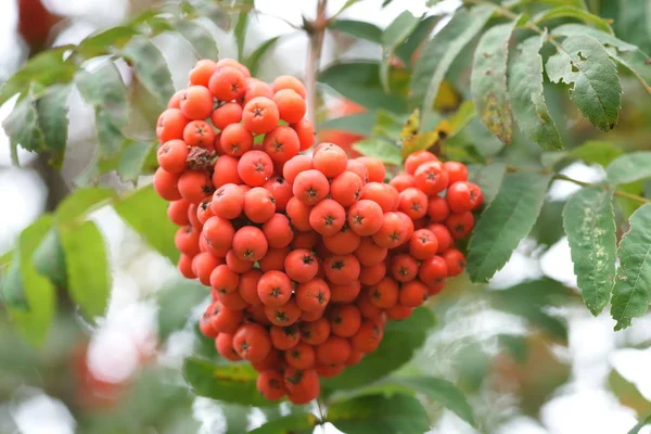 Red Ripe Rowan Berries Green Branches Early Autumn — Stock Photo, Image