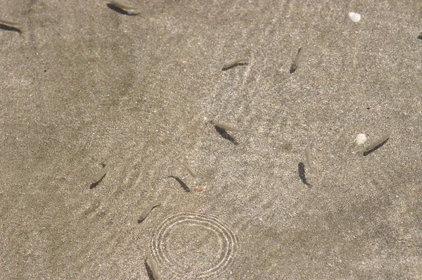 Sand Klares Wasser Und Kleine Fische — Stockfoto