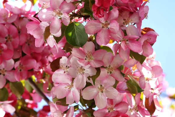 Rosa Blommande Äpple Fruktträd Grenar Med Blommor Fruktträdgården — Stockfoto