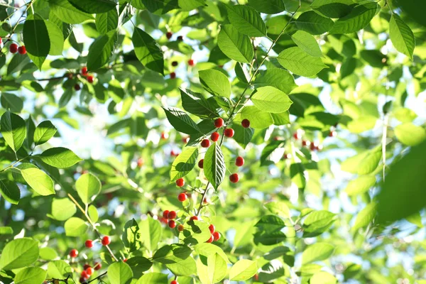 Cerises Rouges Mûres Sur Les Branches — Photo