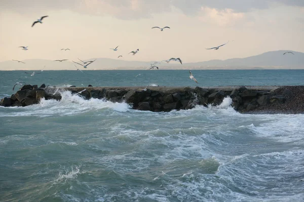 桟橋や鳥と海の海岸の波 — ストック写真