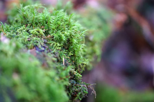 Grön Mossa Skogen — Stockfoto