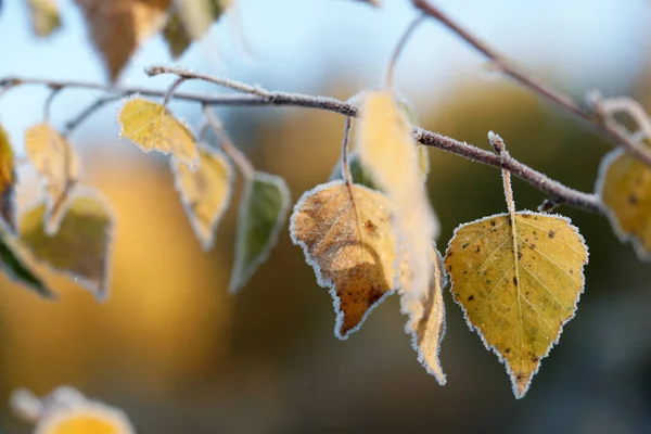 얼어붙은 나뭇잎 가까이 — 스톡 사진