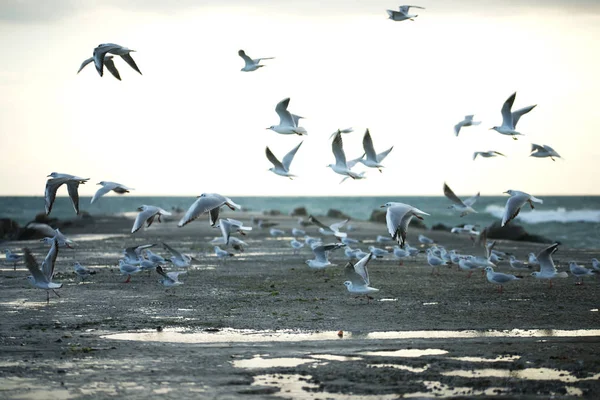 Beautiful Stormy Sea Seagulls — Stock Photo, Image