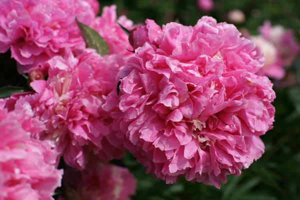 Schöne Frische Rosa Pfingstrosen — Stockfoto