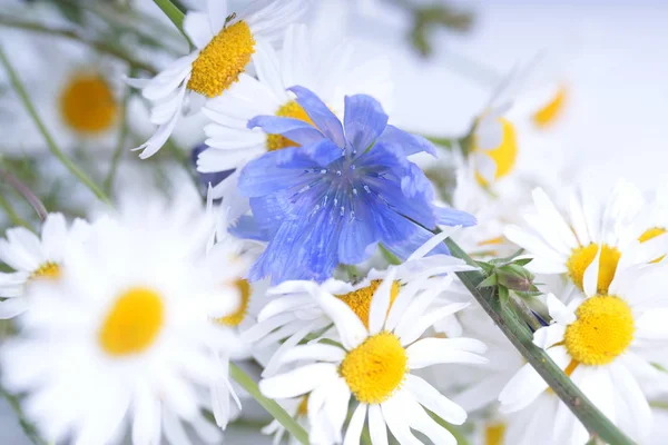 Beyaz Papatyalar Mavi Kır Çiçekleri — Stok fotoğraf