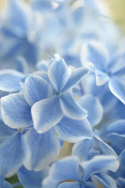 Flores Hortensias Azules Blancas Cerca —  Fotos de Stock