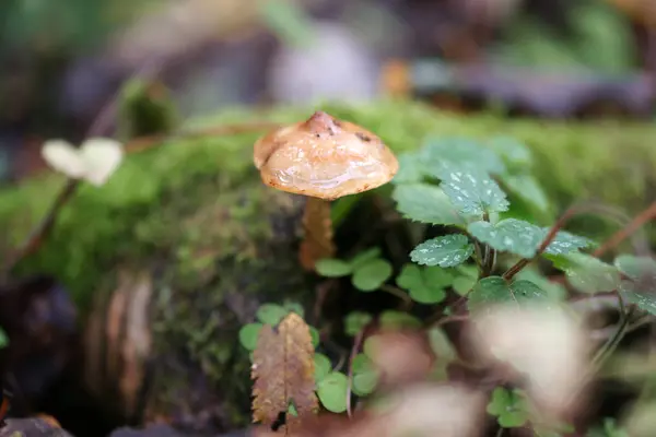 Cogumelo Floresta Outono — Fotografia de Stock