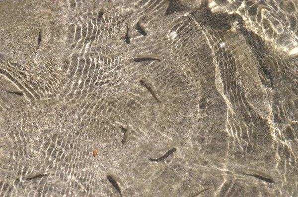 澄んだ水 小さな魚 — ストック写真