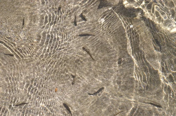 Areia Água Limpa Pequenos Peixes — Fotografia de Stock