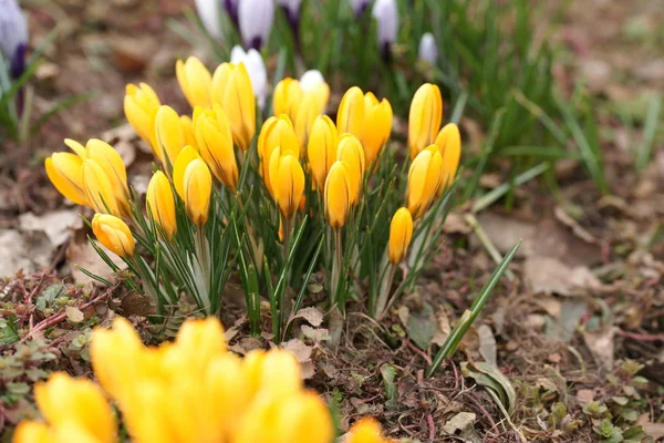 Gelbe Blumen Blühen Hintergrund Des Gartens — Stockfoto