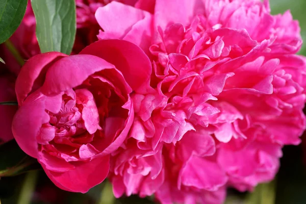 Belas Peônias Rosa Frescas — Fotografia de Stock
