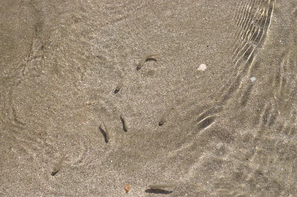 Пісок Чиста Вода Дрібні Риби — стокове фото