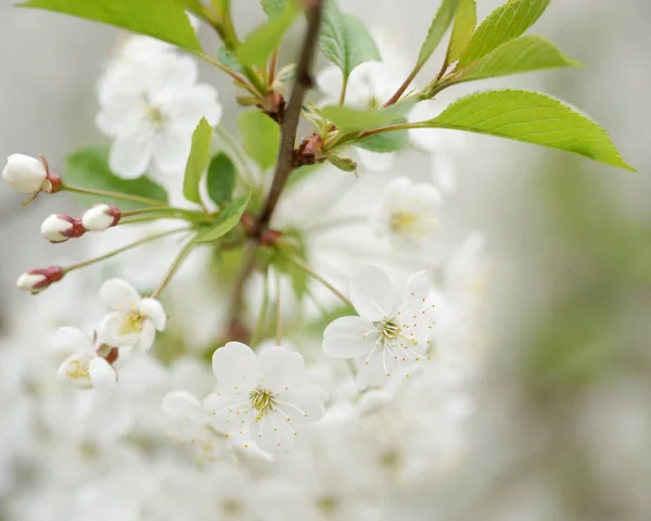 Beaux Cerisiers Fleurs Printemps — Photo