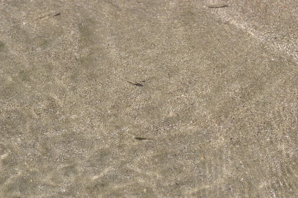 Sand Klares Wasser Und Kleine Fische — Stockfoto