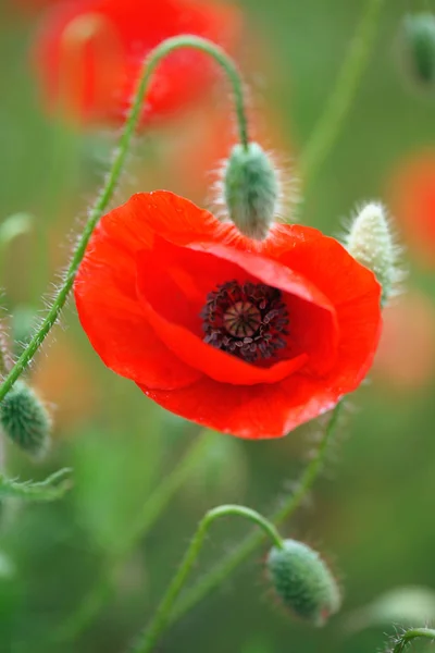 Amapolas Florecientes Campo — Foto de Stock