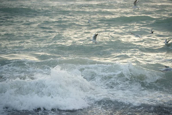 カモメと美しい嵐の海 — ストック写真