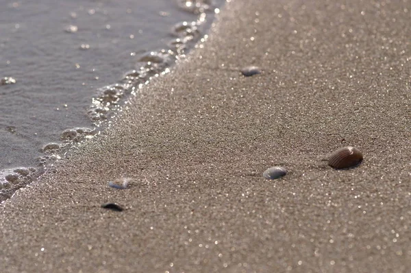 Seashells Beach — Stock Photo, Image