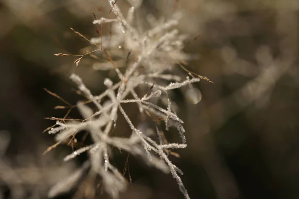 Donmuş Yapraklar Yakın Görünüm Stok Fotoğraf