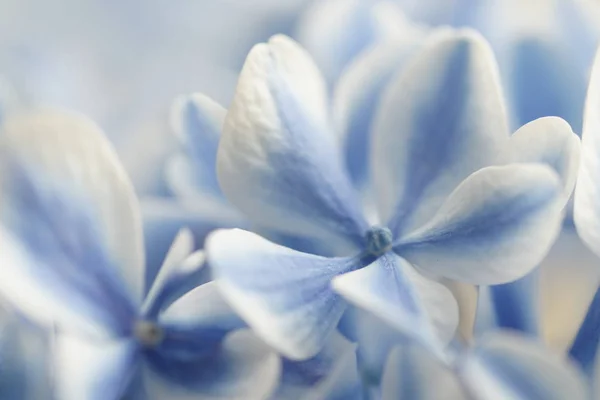 Blaue Und Weiße Hortensienblüten Nahaufnahme lizenzfreie Stockbilder