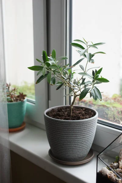 Planta Verde Com Muitas Folhas Longas Crescendo Potenciômetro Fundo Windowsill — Fotografia de Stock