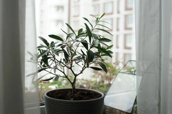 green plant with many long leaves growing in pot on windowsill background