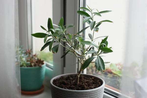Planta Verde Com Muitas Folhas Longas Crescendo Potenciômetro Fundo Windowsill — Fotografia de Stock