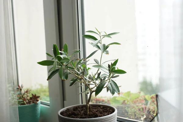 green plant with many long leaves growing in pot on windowsill background