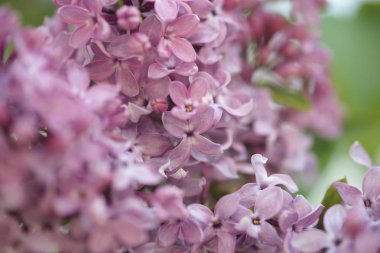 Çiçek açan genç elma ağaçları