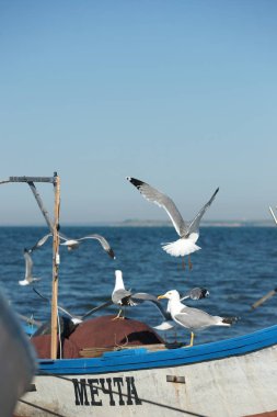 Denizdeki martı, Yunanca