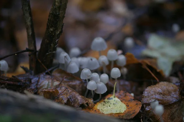 Beautiful Mushrooms Forest — Stock Photo, Image