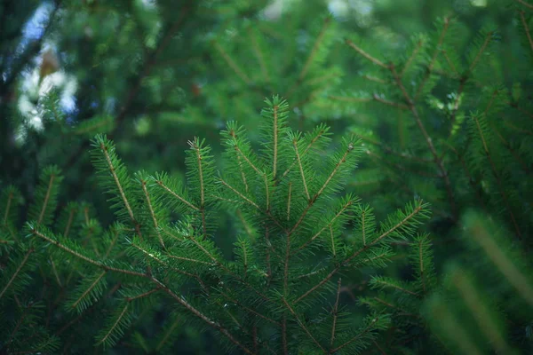 Lush Green Spruce Branches Wood Background — 图库照片