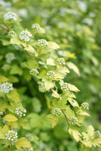 Green Bushes White Flowers Garden Background — Stock Photo, Image