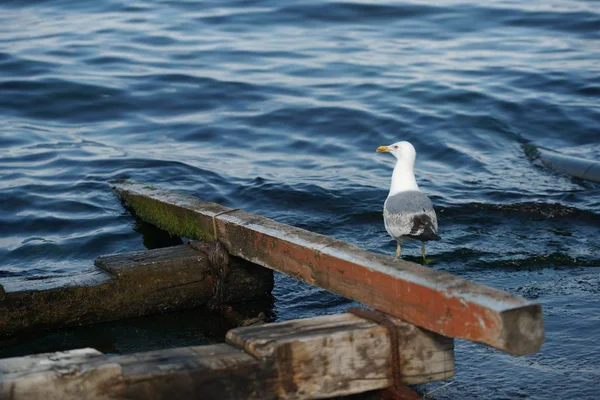 Чайка Пирсе Море — стоковое фото