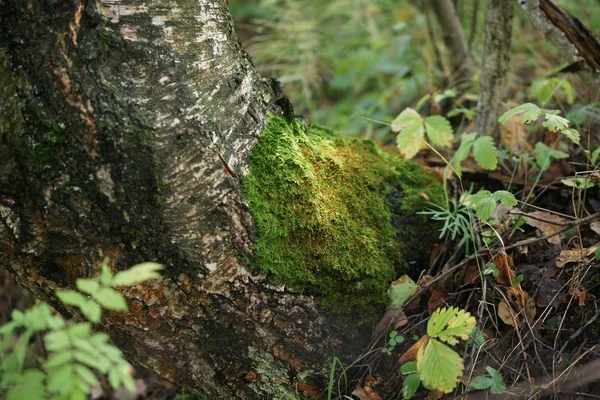 Grön Mossa Skogen — Stockfoto