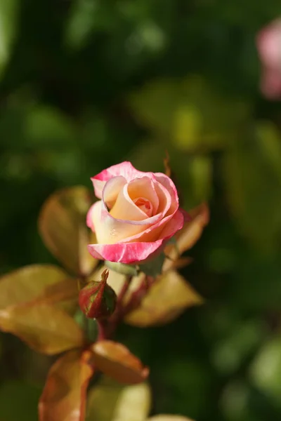 Рожева Садова Троянда Саду — стокове фото